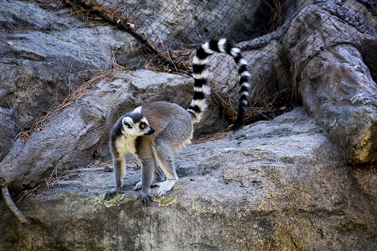 Image of Alex Trinidad