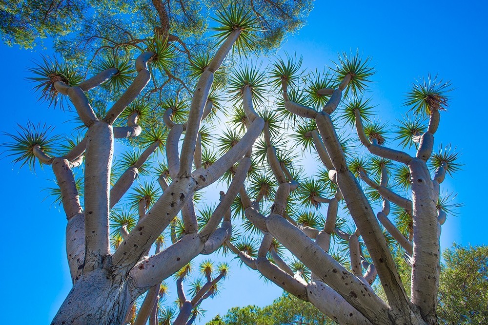 Image of Dragon Tree