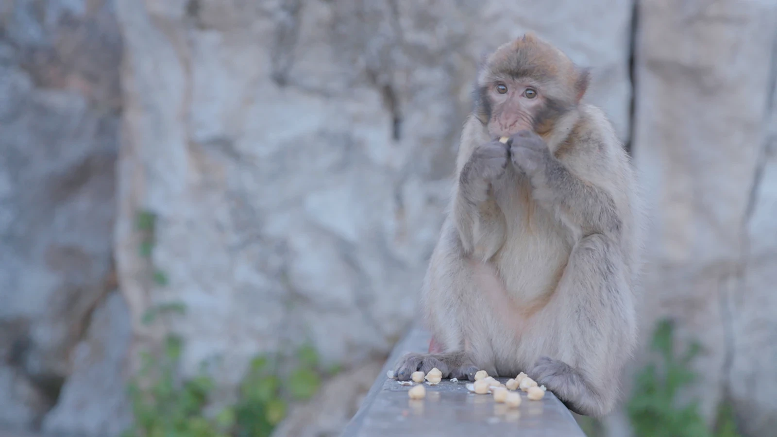 Image of Barbary Macaques